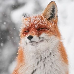 Meet your Posher, Cute fox